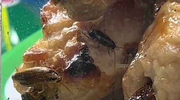 Tạm đóng cửa một quầy bán đồ ăn chợ Bến Thành vì có côn trùng bò trong thực phẩm