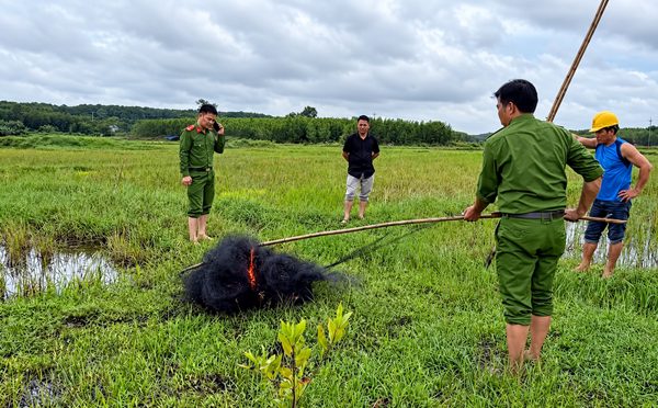 Tấn công ‘ma trận’ bẫy chim trên những cánh đồng Quảng Trị
