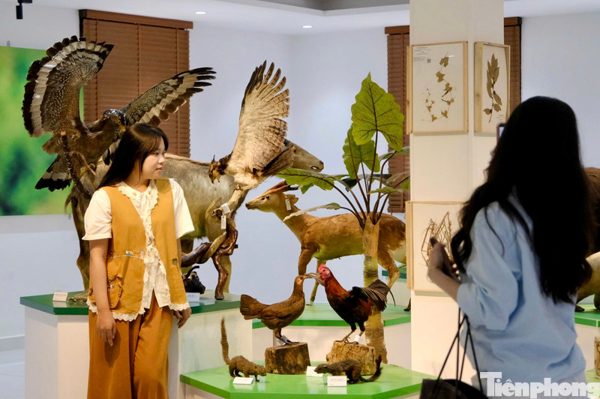 Tận thấy kho báu sinh học hơn 10.000 tiêu bản ở Đà Lạt