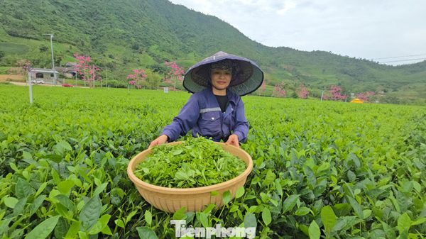 Tận thấy mô hình Hợp tác xã Xã hội chủ nghĩa