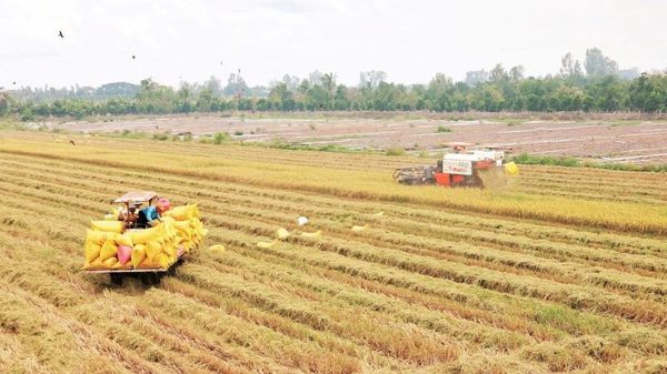Tăng năng suất, chất lượng nông sản chủ lực