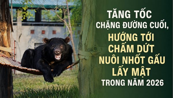 Tăng tốc chặng đường cuối, hướng tới chấm dứt nuôi nhốt gấu lấy mật trong năm 2026