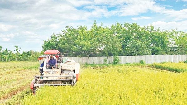 Tăng tốc sản xuất vụ đông