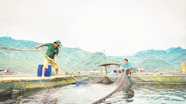 Tạo sinh kế bền vững cho đồng bào miền núi