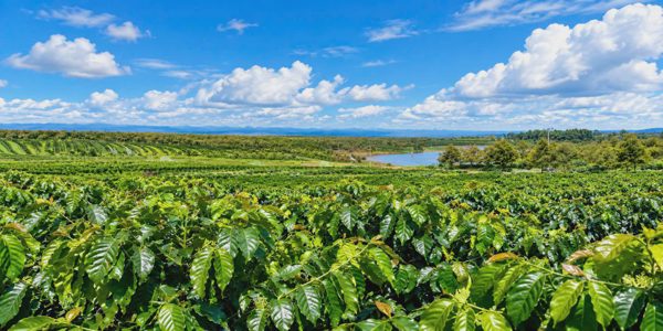 Tập đoàn Hoàng Anh Gia Lai thành lập Ủy ban Phát triển Bền vững ESG