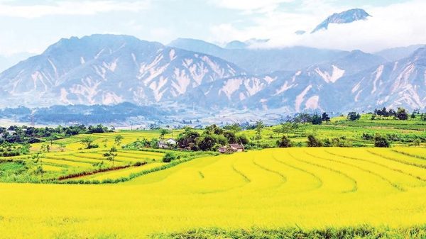 Tập trung khôi phục, ổn định khu vực sản xuất sau lũ