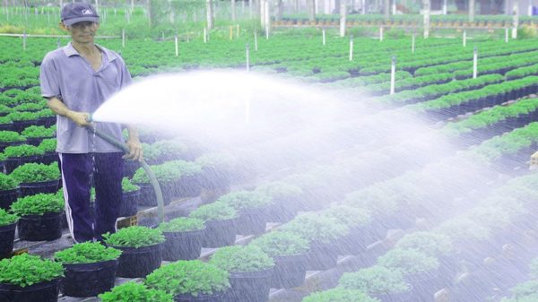Tất bật chuẩn bị vụ hoa Tết