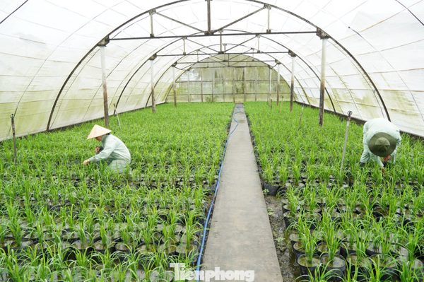 Tất bật trồng 25.000 chậu lúa phục vụ festival