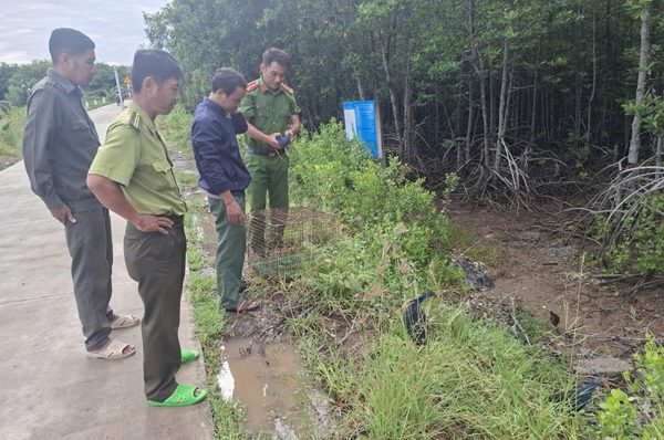 Thả 4 cá thể chim Trích cồ đang nuôi nhốt về tự nhiên