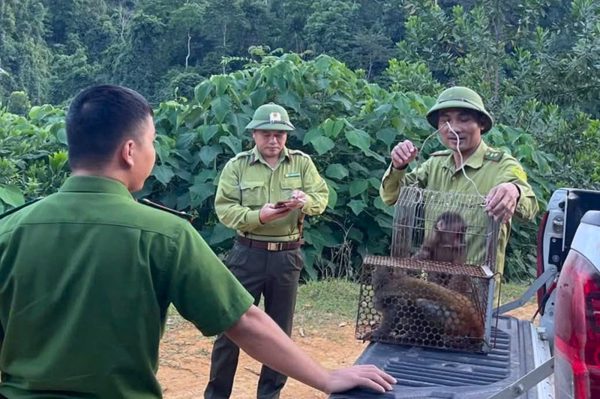 Thả khỉ vàng và khỉ mặt đỏ quý hiếm về rừng