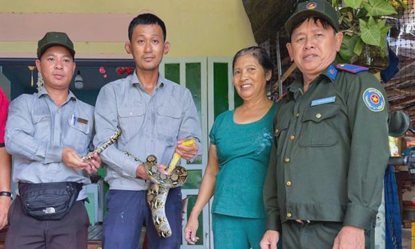 Thả rùa núi vàng và trăn gấm về Cù Lao Chàm