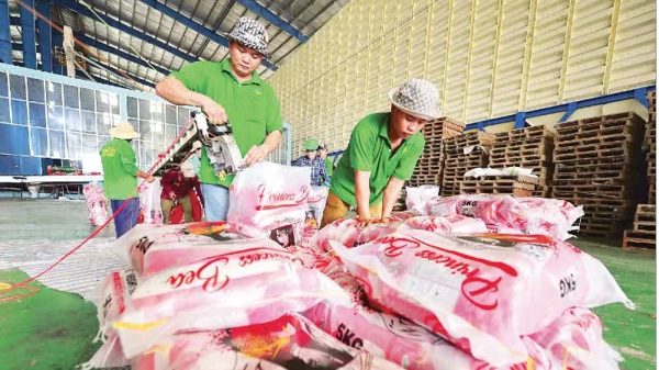 Thách thức hoàn thành mục tiêu xuất khẩu gạo