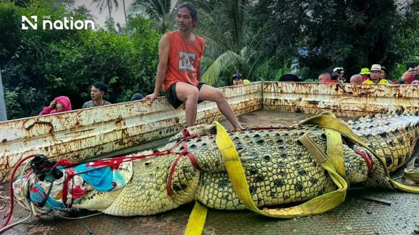 Thái Lan: Cá sấu khổng lồ nặng 400 kg được 'sơ tán' khỏi ngôi chùa ngập nước