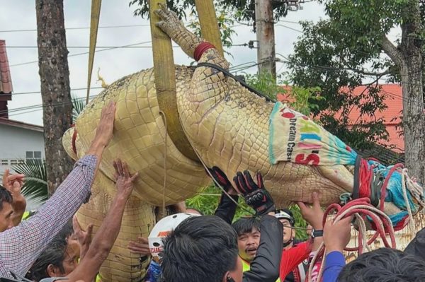 Thái Lan di dời cá sấu nặng 400kg khỏi ngôi chùa ngập nước lũ