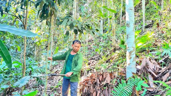 Thái Nguyên nâng cao hiệu quả kinh tế rừng trồng