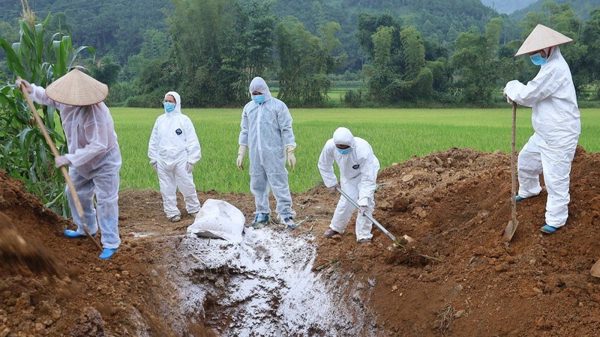 Thái Nguyên xuất hiện dịch tả lợn châu Phi