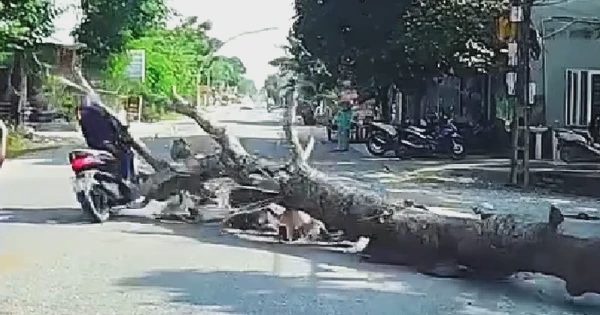Thanh Hóa: Điều tra vụ chặt cây làm người đi xe máy tử vong