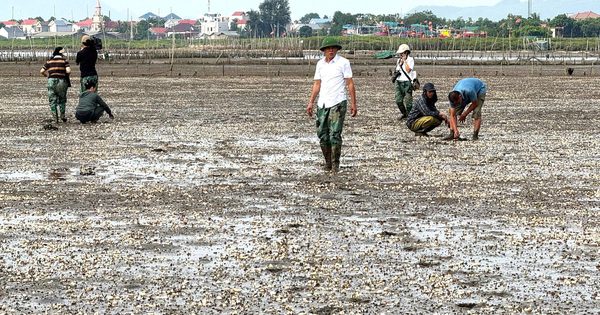 Thanh Hóa: Hơn 3.000 tấn ngao chết bất thường