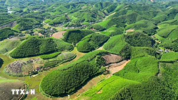 Thành lập Quỹ Bảo vệ và phát triển rừng Việt Nam ở Trung ương