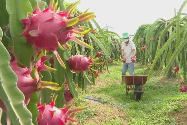 Thanh long đẹp thiếu hàng, loại xấu giá rớt thảm, nhiều nơi cho bò ăn!