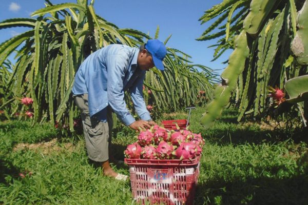 Thanh long từ 30.000 đồng rớt xuống 2.000 đồng/kg sau 2 tháng