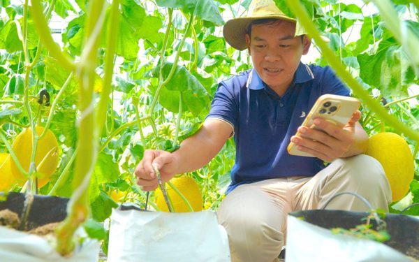 Thanh niên 9X trồng dưa lưới công nghệ cao ở Đồng Tháp, được bao tiêu toàn bộ sản phẩm
