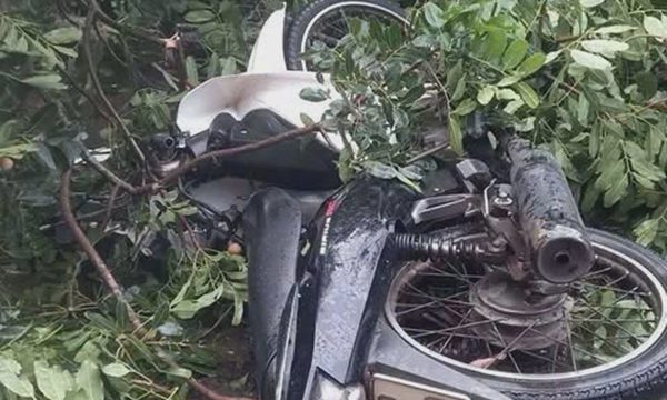 Thanh niên bị cổ thụ đè trong giông lốc đã tử vong