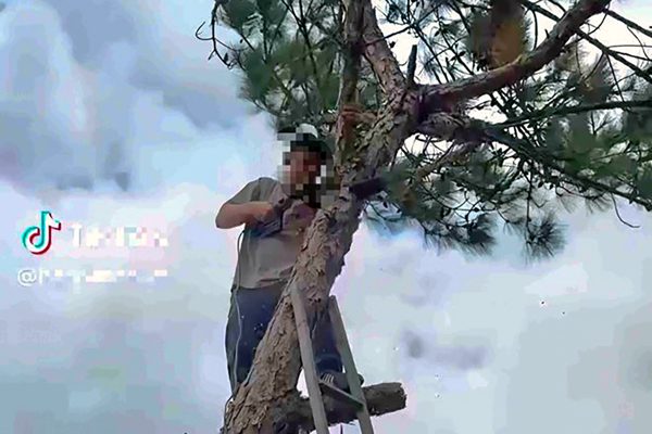 Thanh niên chặt cây thông ở Đà Lạt, đăng TikTok khoe bị phạt 35 triệu đồng