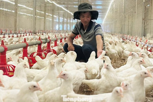 Thanh niên Hà Tĩnh khởi nghiệp với đàn gà siêu trứng, doanh thu tiền tỉ