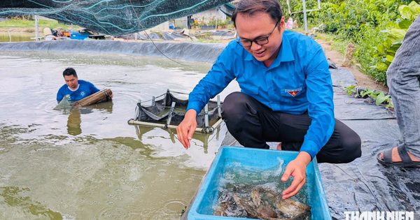 Thanh niên miền Tây đột phá nông nghiệp: Nuôi cá chạch lấu thu lãi gần 500 triệu đồng/năm
