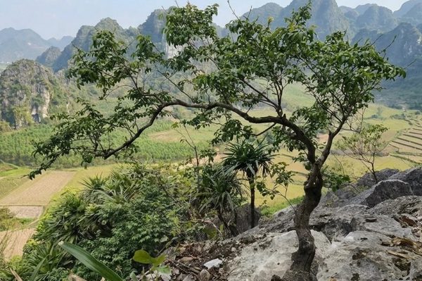 Thanh niên sinh năm 1999 lừa bán cây muội hồng, Công an Hưng Yên tìm bị hại