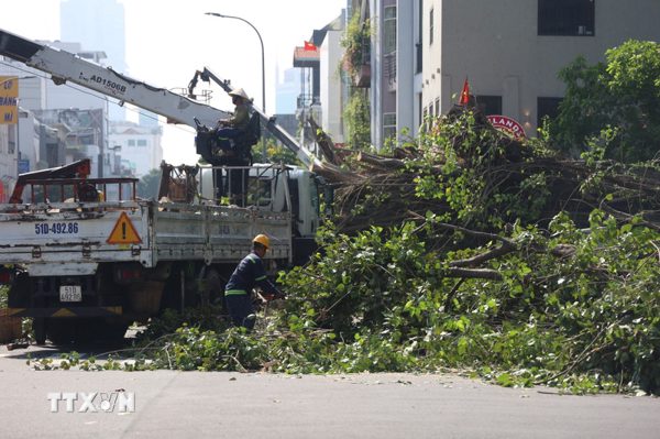 Thành phố Hồ Chí Minh: Cây cổ thụ bật gốc chắn ngang đường khiến giao thông ùn ứ