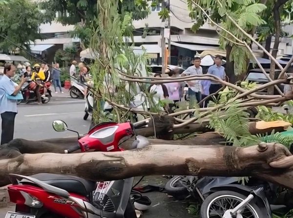 Thành phố Hồ Chí Minh: Cây phượng bất ngờ bật gốc đè chết người trên vỉa hè