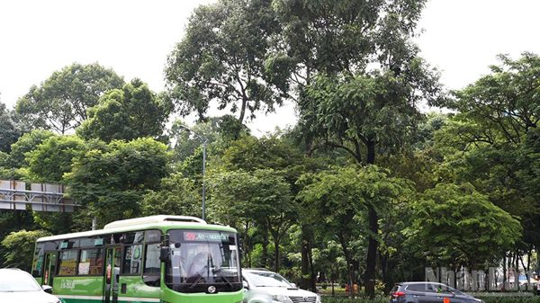 Thành phố Hồ Chí Minh tăng cường kiểm tra, quản lý cây xanh đô thị