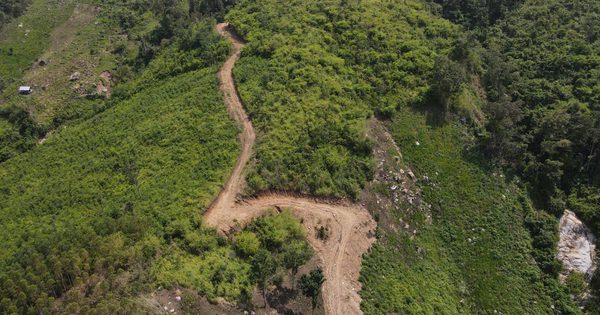 Thanh tra vụ xin 60 ha đất trồng rừng ở Gia Lai