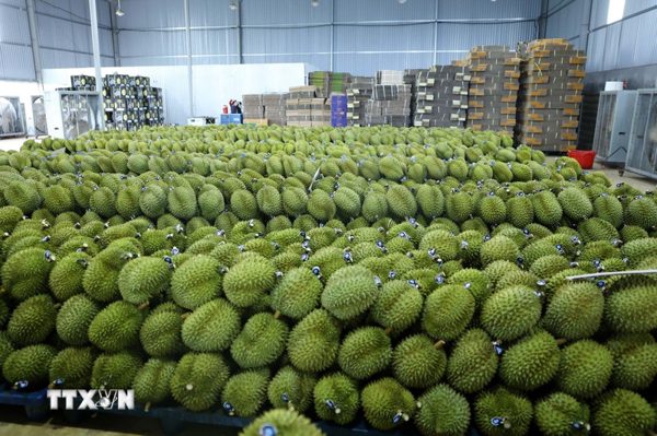 Thêm 171 mã số, sầu riêng Đắk Lắk tăng cơ hội xuất khẩu chính ngạch