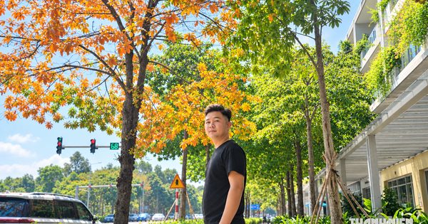 Thêm một 'con đường mùa thu' với hàng cây đổi màu gây thương nhớ ở TP.HCM