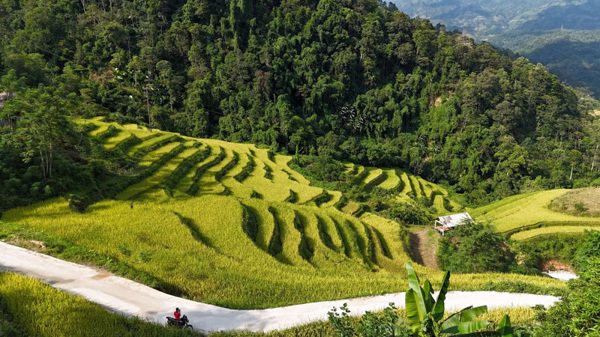 Theo mùa vàng lên Bản Luốc