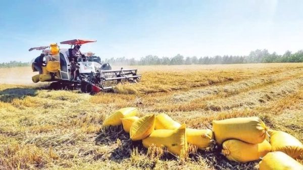 Thị trường phân bón: Ưu tiên nguồn cung nội địa
