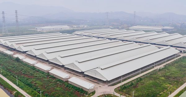 Thị trường thịt bò đa dạng: Người tiêu dùng tìm đâu ra thịt bò chuẩn?