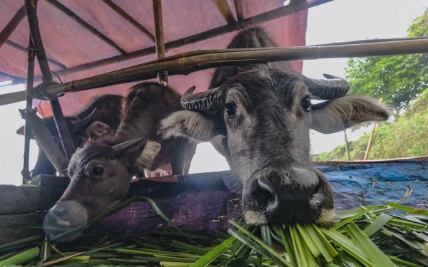Thịt trâu ở Việt Nam như 'đặc sản', nguồn cung chỉ đáp ứng một nửa nhu cầu