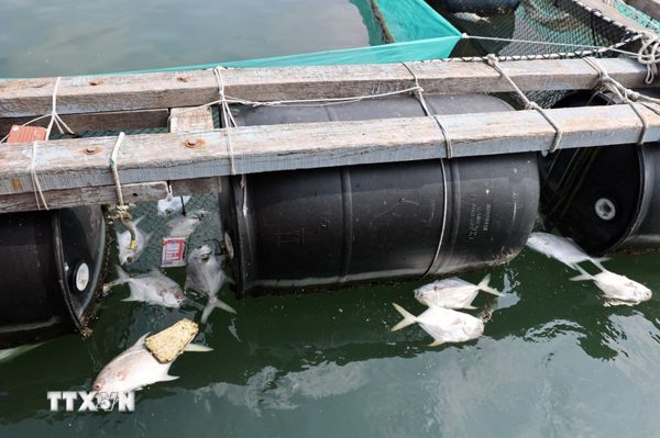 Thông tin kết quả phân tích vụ cá chết bất thường tại bờ biển Hà Tĩnh