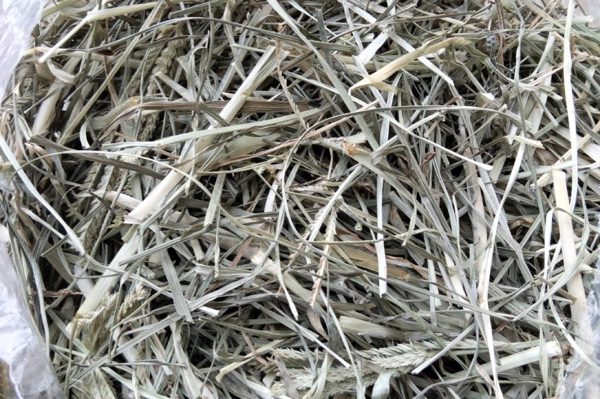 Thứ cỏ mọc dại bị nhổ bỏ là vị thuốc quý trong Đông y