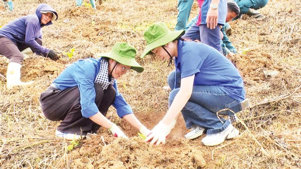 Thử nghiệm mô hình chuyển đổi cây trồng