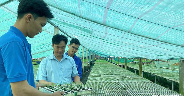 Thu nhập 300 triệu đồng/năm từ vườn ươm ớt chỉ thiên và ớt sừng vàng châu Phi
