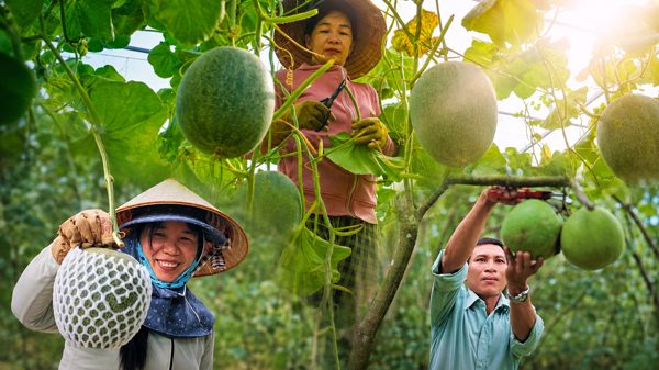 'Thủ phủ' cây ăn trái Gia Lai: Nông dân rạng rỡ thu tiền triệu mỗi ngày