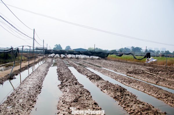 Thủ phủ hoa Hà Nội mất trắng