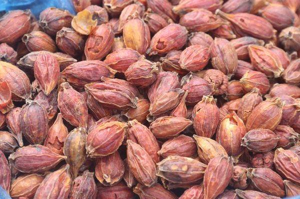 Thứ quả dại ở góc vườn sở hữu hoạt chất như saffron nhụy nghệ tây đắt đỏ