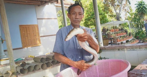 Thu tiền tỉ từ mô hình nuôi cá chình trên đầm Trà Ổ