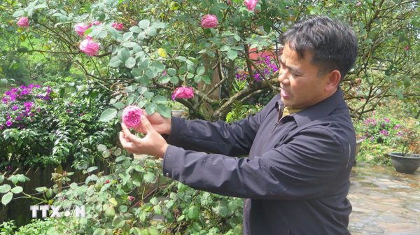 Thu tiền tỷ từ "vương quốc" hồng cổ nơi lưng đèo Ô Quý Hồ